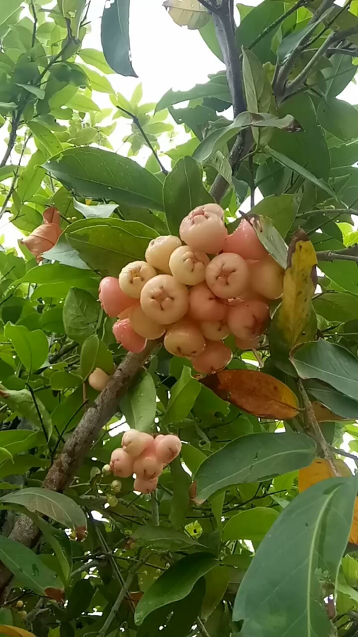 海南路邊的野果