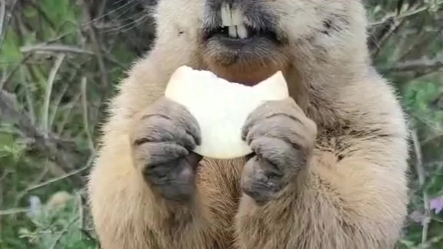 搞笑段子#小家伙真是可爱,它吃东西的样子,看一整天都不会腻!