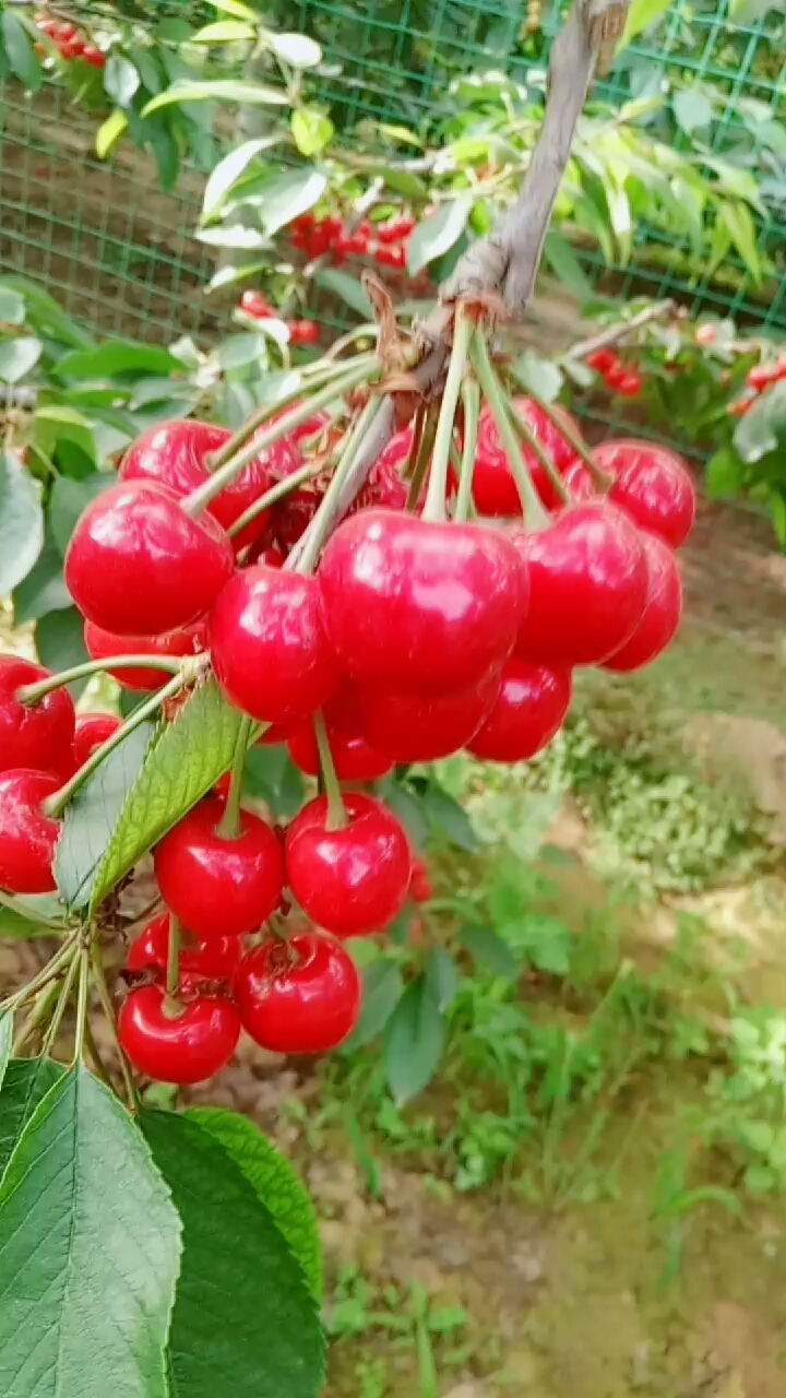 铜川大樱桃红了