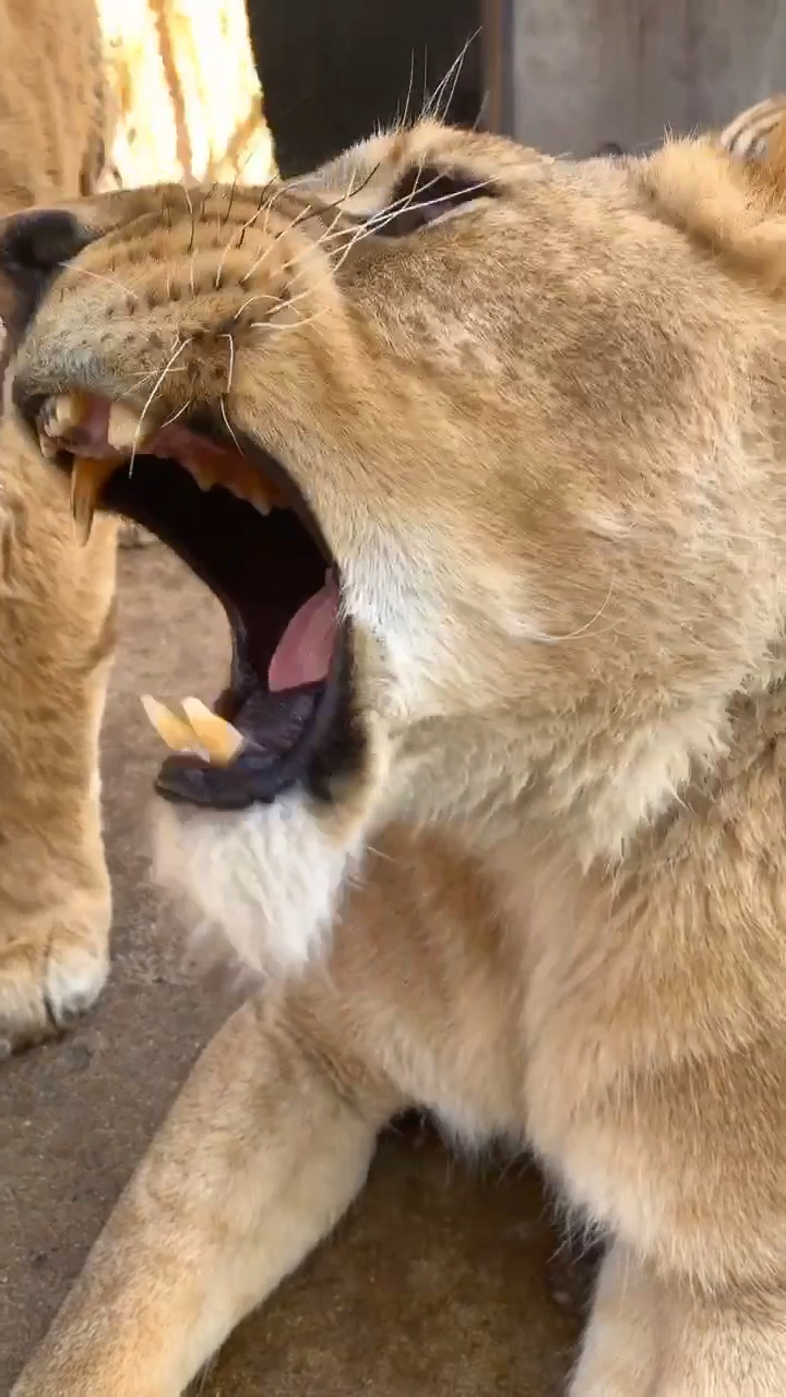 近距离看下狮子有几个牙齿