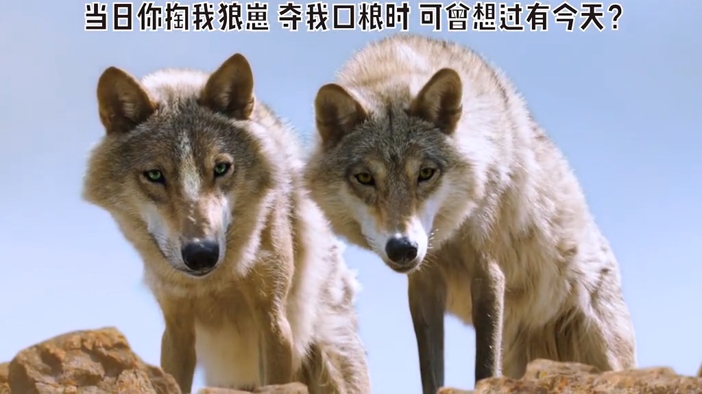 我要上热门##万物皆有灵 抢狼食物还沙狼崽,遭狼群疯狂复仇   #狼