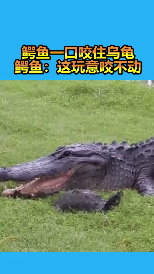 鳄鱼一口咬住乌龟鳄鱼这玩意咬不动