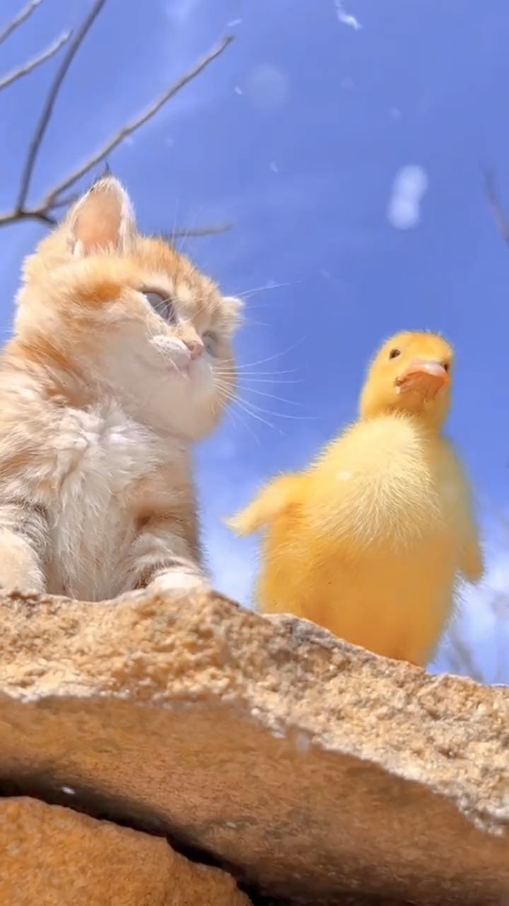 我要上热门#羡慕两只小动物的神仙友谊!