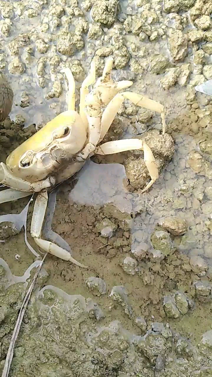 看我72变,样样会,会睡觉的螃蟹9898你见过吗?-度小视