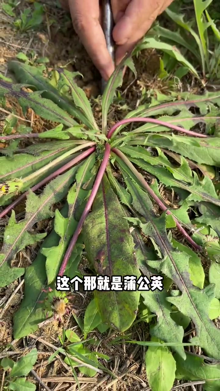 本期视频讲解长得极似蒲公英的植物野苦菜桃叶鸦葱泥胡菜花叶滇苦菜