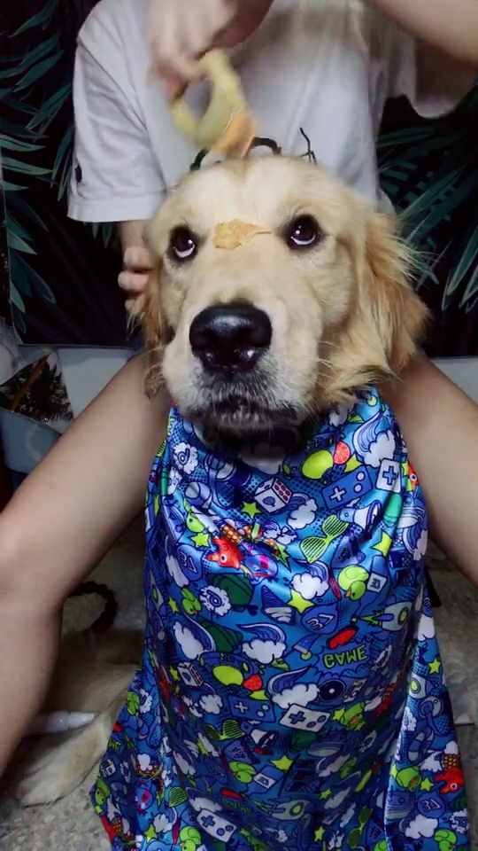 神宠来袭#你叫我一声大哥!我帮你梳中分!