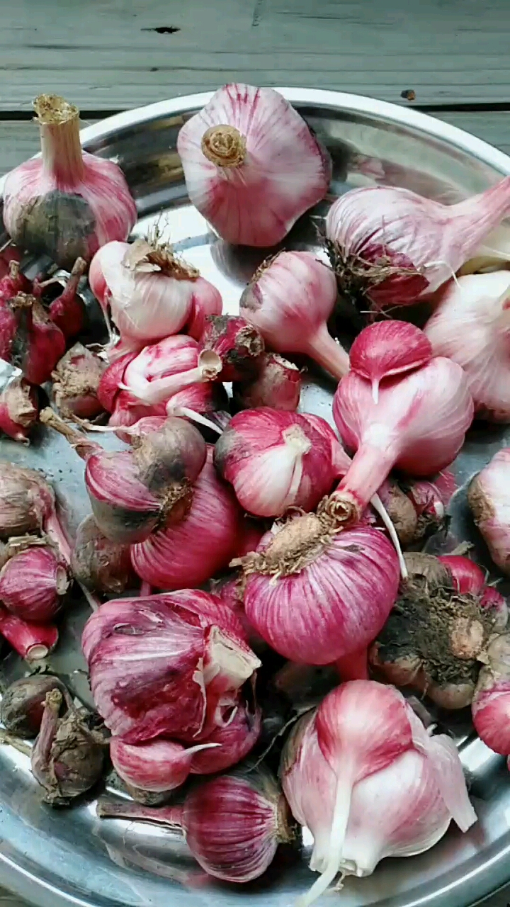 戏精大pk#新鲜云南红蒜头