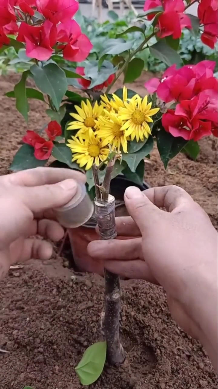 嫁接技术#最新三角梅嫁接技术分享,成活率极高.