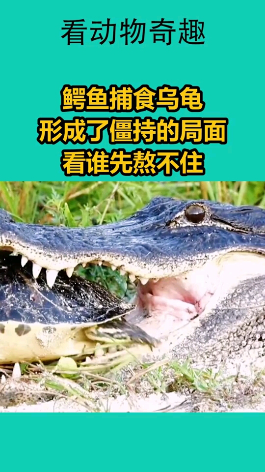 鳄鱼捕食乌龟形成了僵持的局面看谁先熬不住