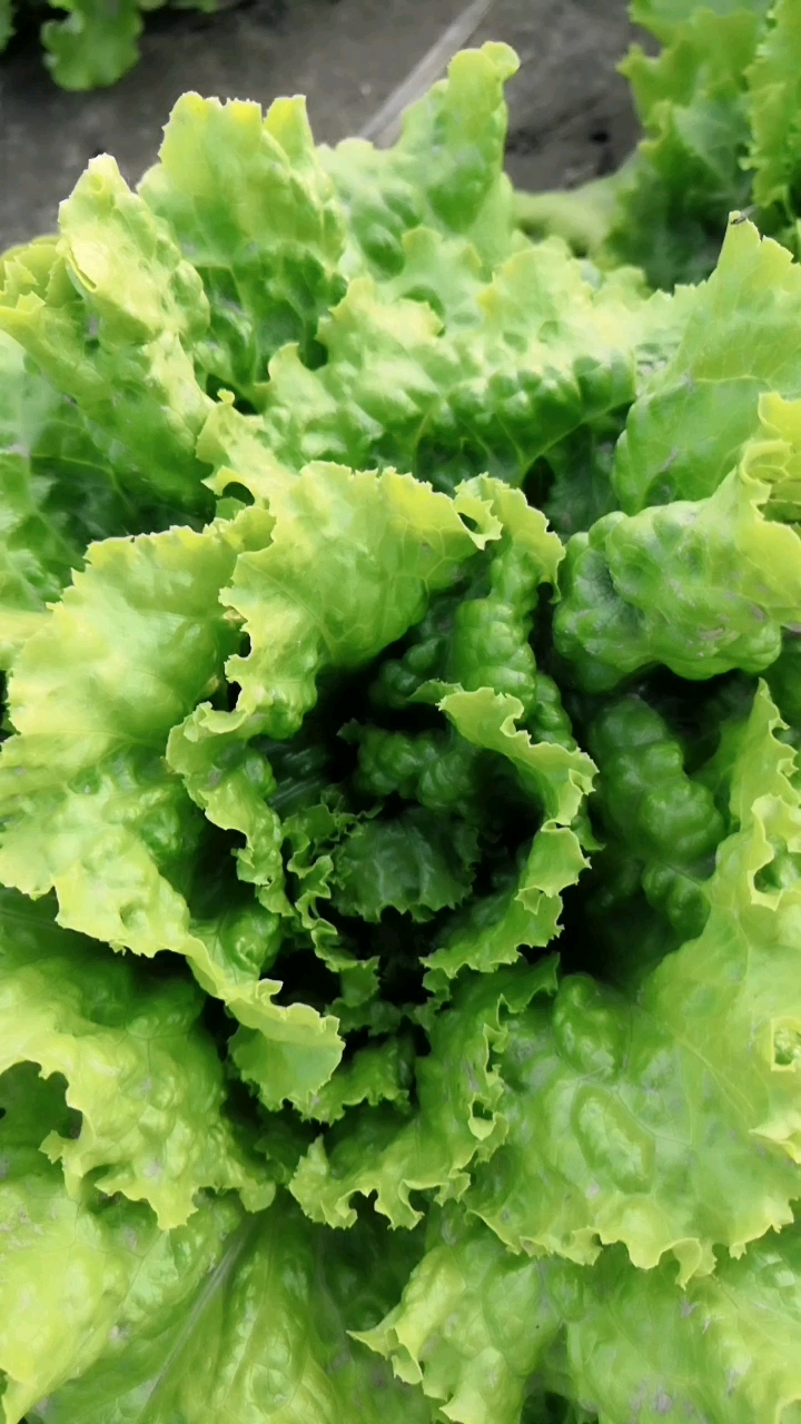 玻璃菜都是不一样吗