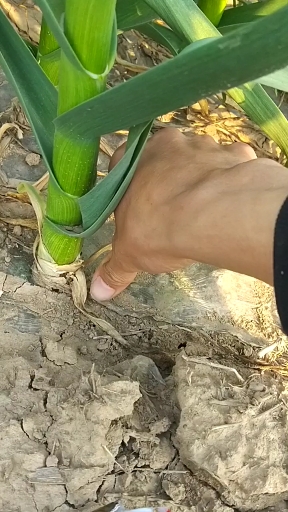 大名蒜种种在江苏#大名宽叶蒜种长势在江苏长势挺好!