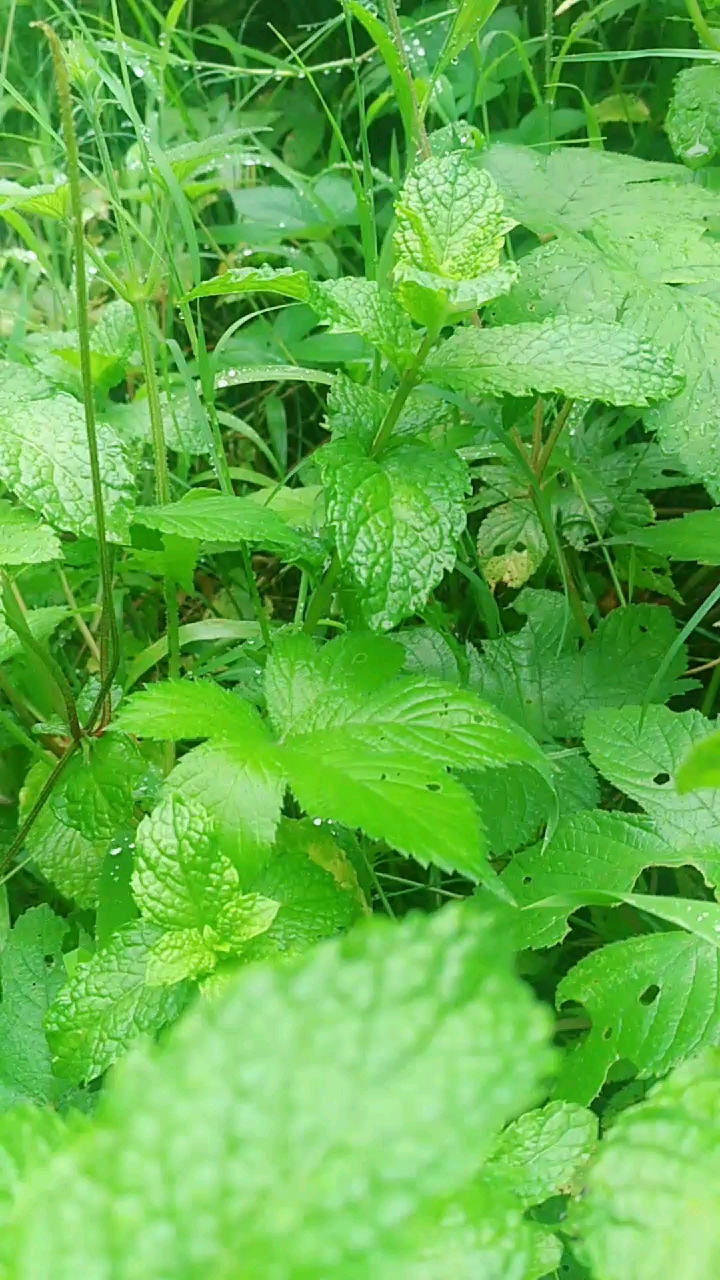 这个到底叫鱼香还是叫薄荷?