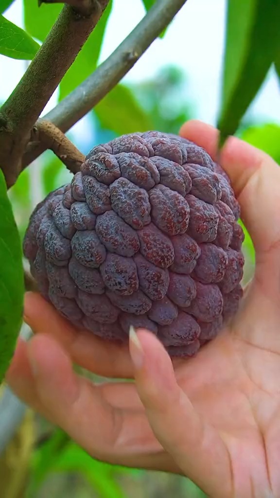 这应该是传说中的恶魔果实吧