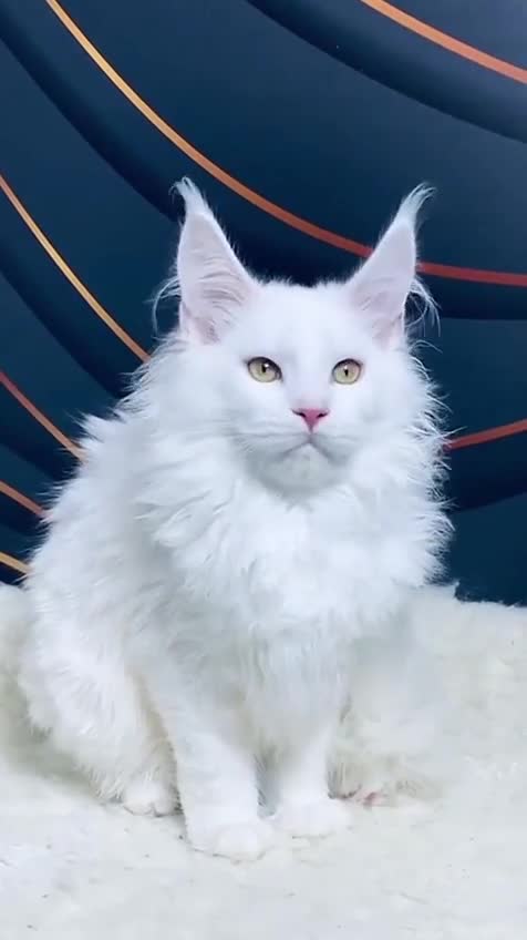 我要上热门纯白缅因猫弟弟太可爱了缅因猫纯白缅因猫缅因猫纯白大脚
