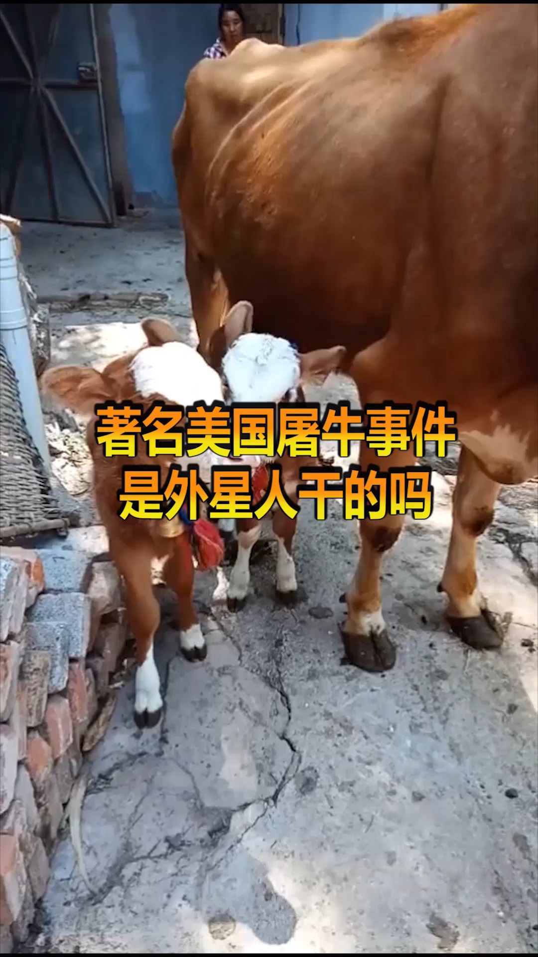 奇趣#著名美国屠牛事件,真的是外星人干的么?