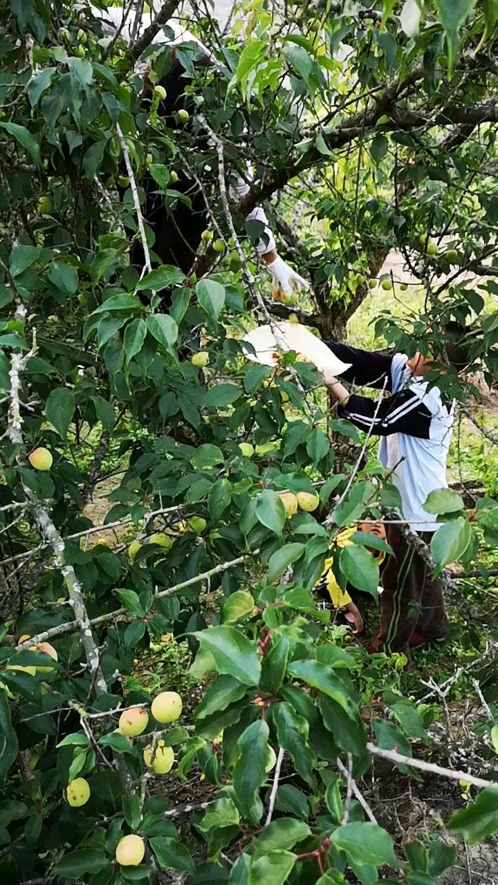 老家摘青梅,你那边有吗?