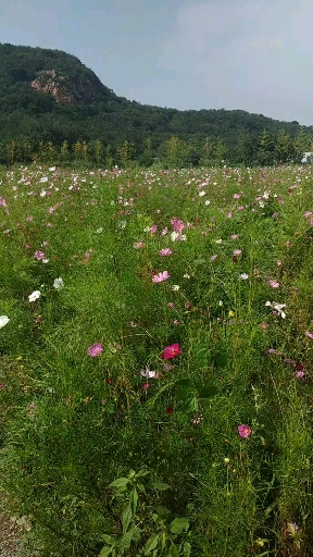 美麗新中國#遼寧省鞍山市千山風景區格桑花海