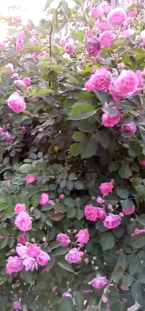 baiduhaokan//webview/?url_key=https3A2F2Fhaokan.baidu.c,生活,生活小技巧,好看视频