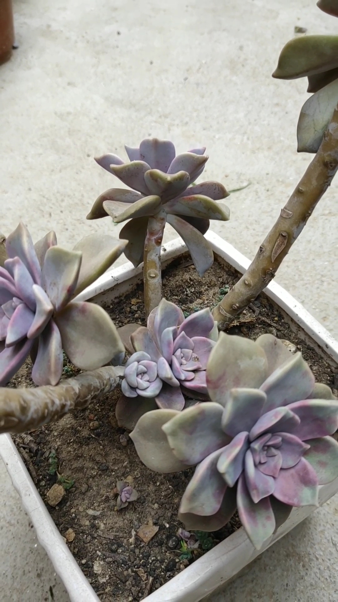 七十岁老太太养的紫乐,叶插带大的