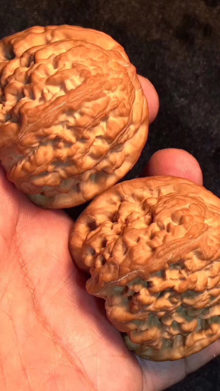 超稀有野生大龙脊狮子头全品无修