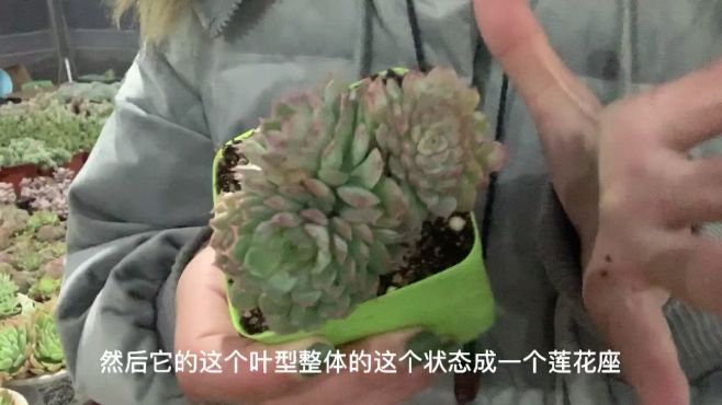 [图]多肉植物之朱砂痣-如何养护看这里！