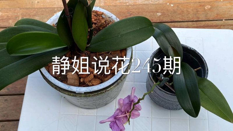 静姐说花245 再剪两支蝴蝶兰花梗 生活 园艺 好看视频