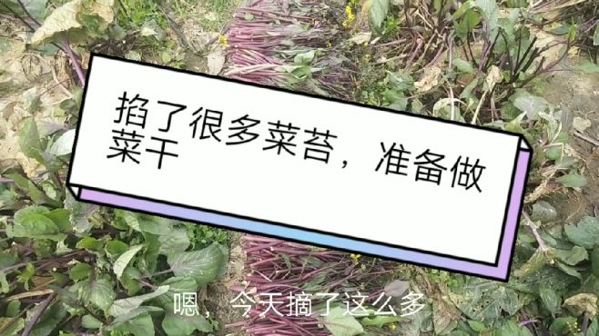 [图]湖北家里菜苔吃不完，阿玲掐来做菜干，准备带去广东吃。