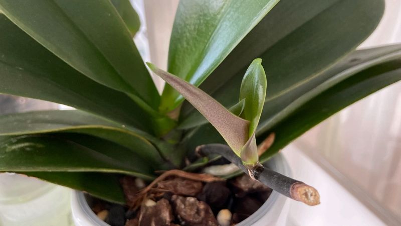 静姐说花260 蝴蝶兰花梗繁殖幼苗成功与失败的心得分享 生活 园艺 好看视频