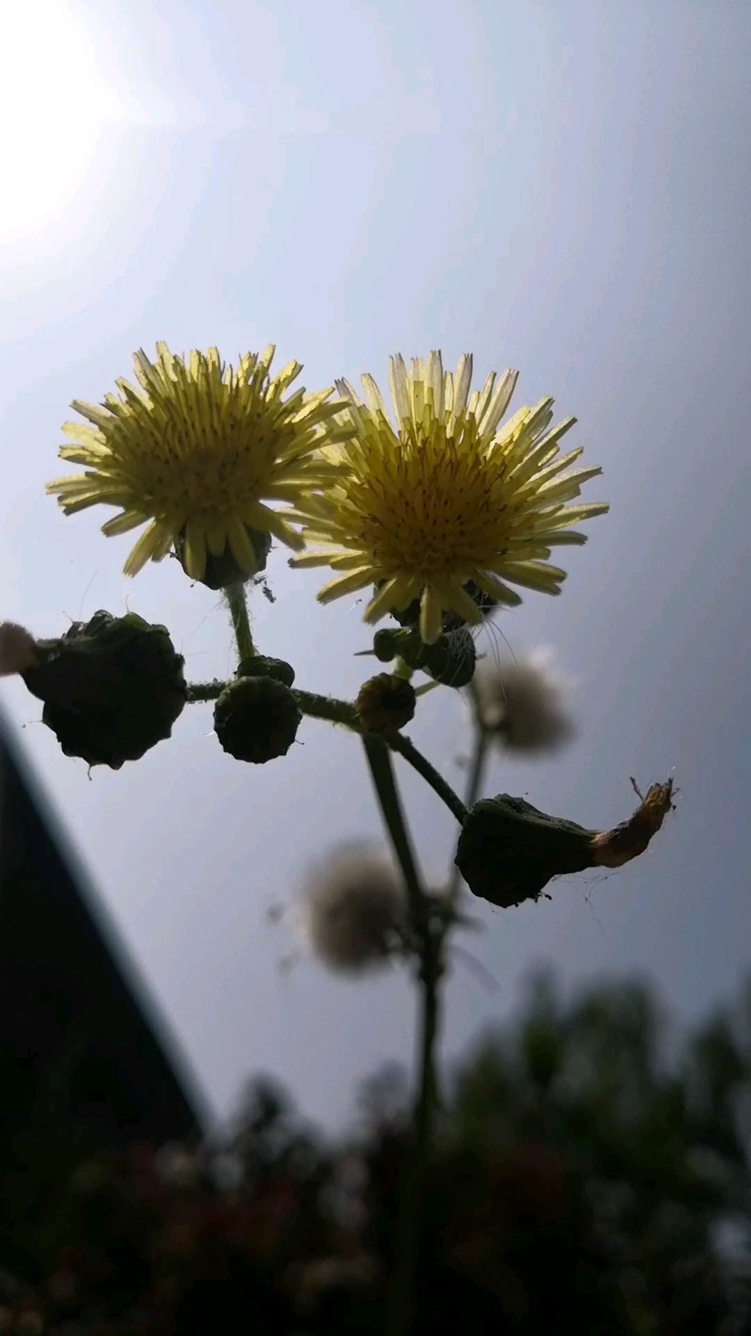 小风刮的摇摇摆摆的