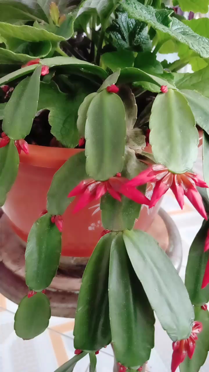 这蟹爪兰的花骨朵节节都有