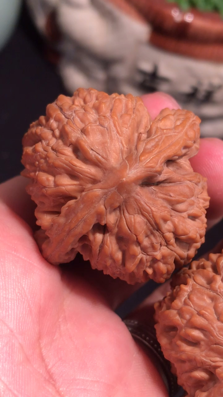 文玩核桃,野生元宝!把玩后期通透红润