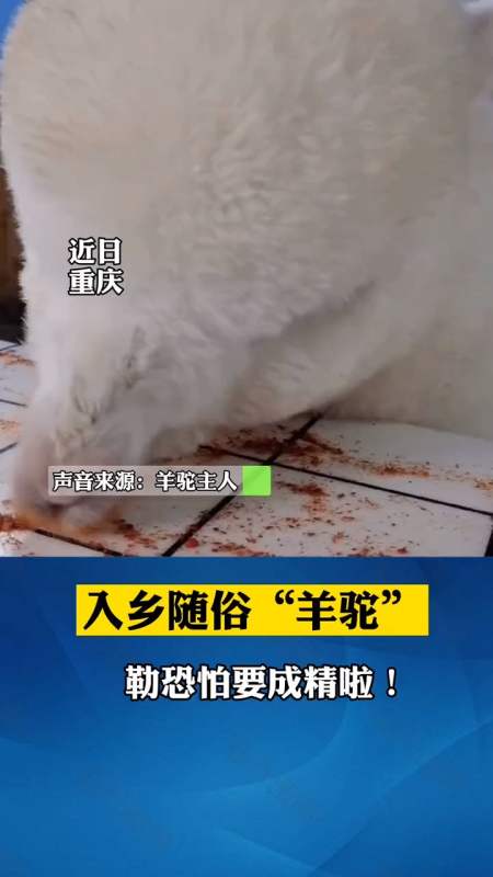 重庆,一只爱吃辣椒面的"羊驼"