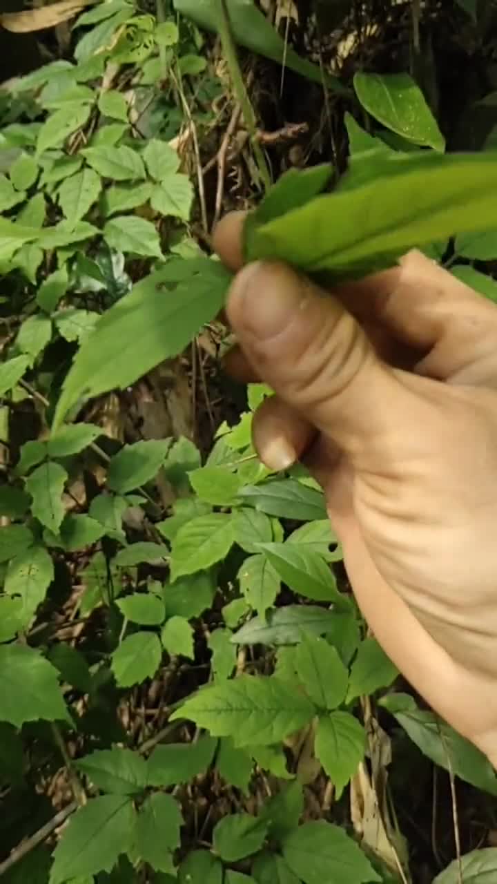 三叶青又名金线吊葫芦,,,是很好的药材,视频分享给你们.