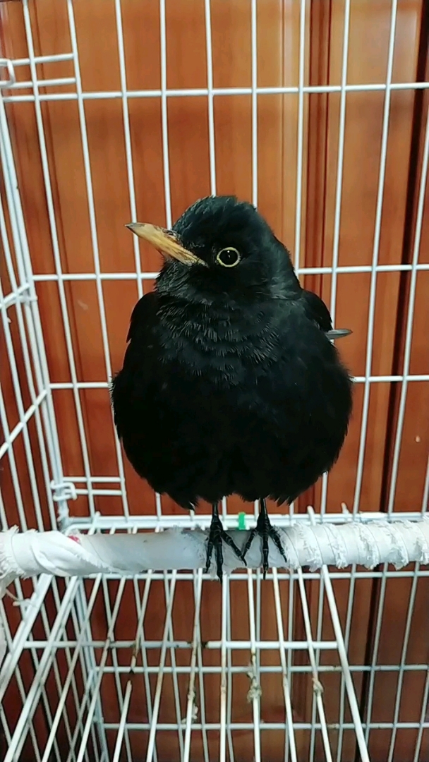 唱歌的乌鸫百舌鸟.