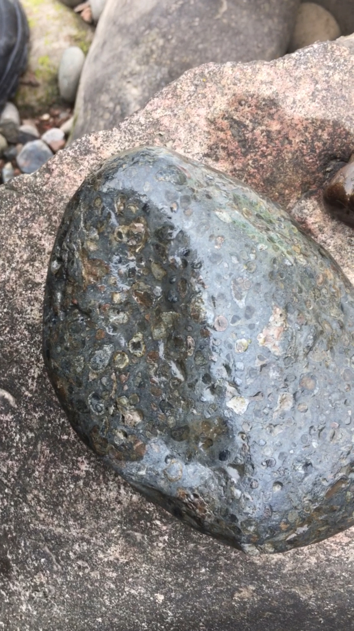 宅在家十四天挑战#蓝莓球粒陨石