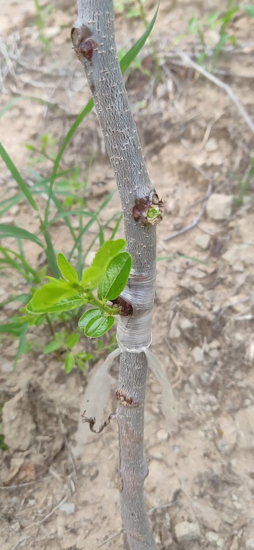 枣树芽接成活