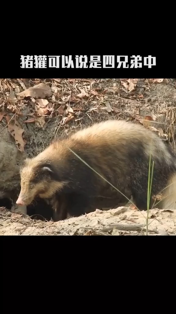 动物世界獾科撒花完结篇保护动物动物