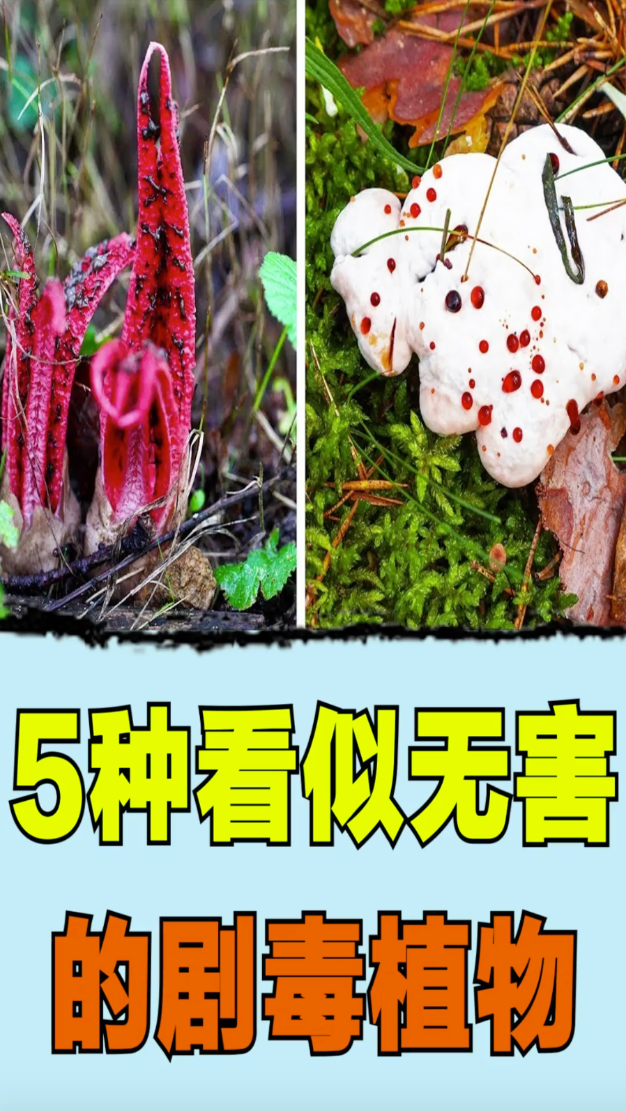中国八大剧毒植物图片图片