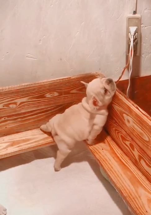 明星娱乐#瞅瞅这法牛,腿短还想越狱呢,真是太可爱了啦