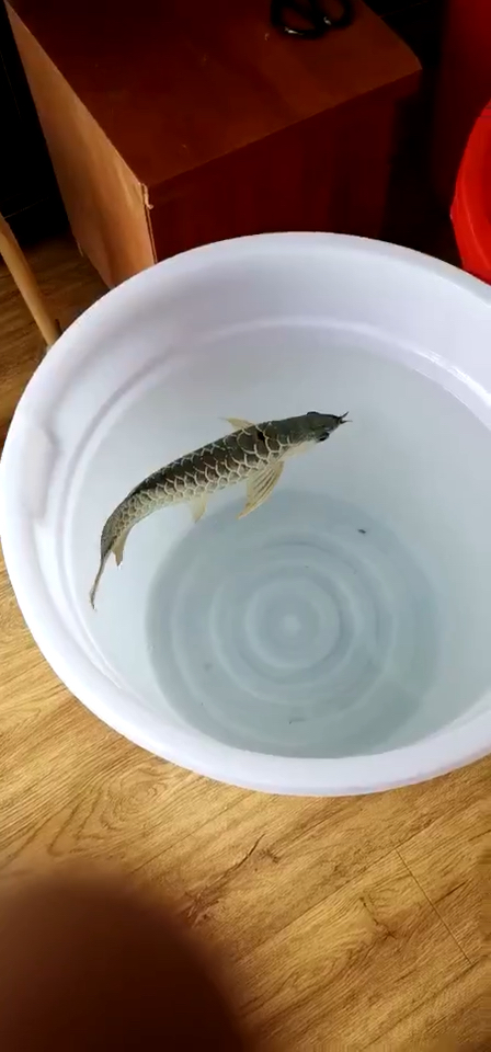 这位鱼友竟然把龙鱼养桶里.