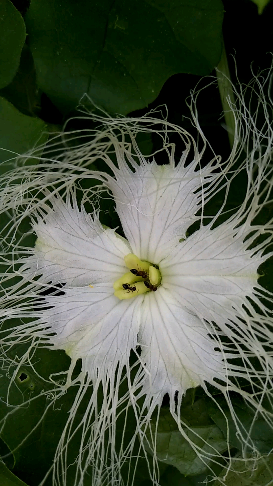 我要上热门#瓜蒌开花了,你见过吗?