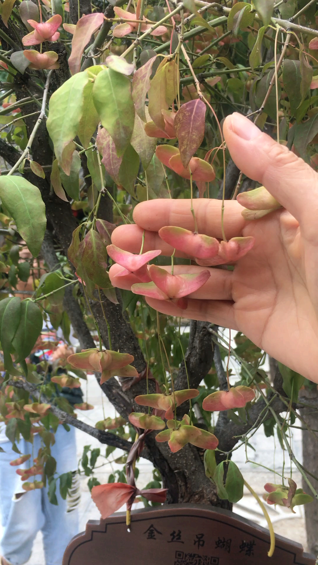 第一次看到这个金丝吊蝴蝶,你见过吗?