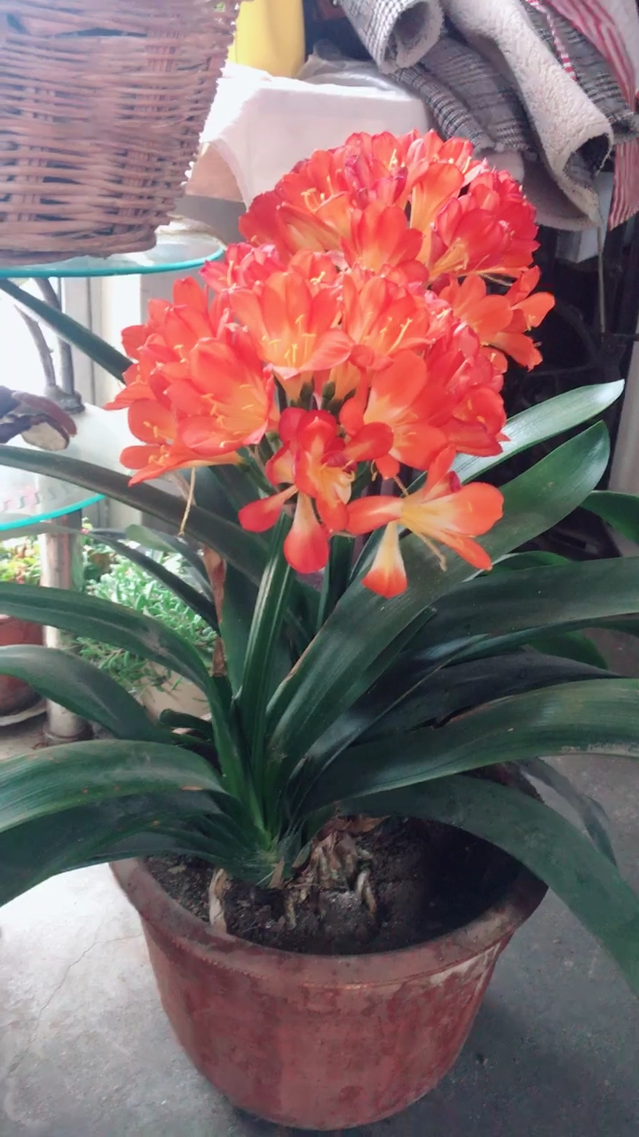 我婆婆家的君之兰开花了