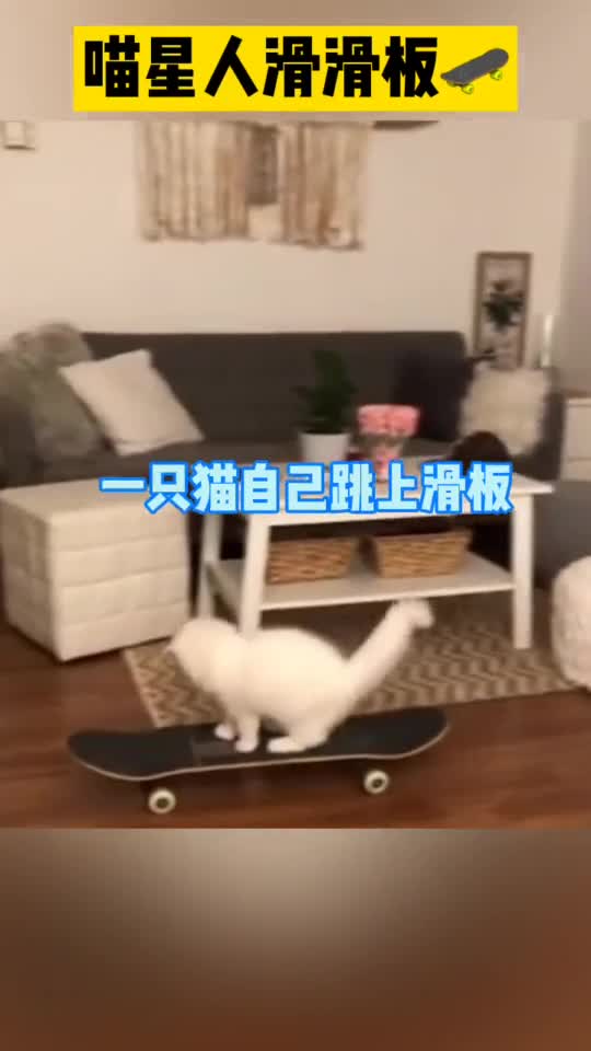 加拿大一只猫自己滑滑板惊呆主人