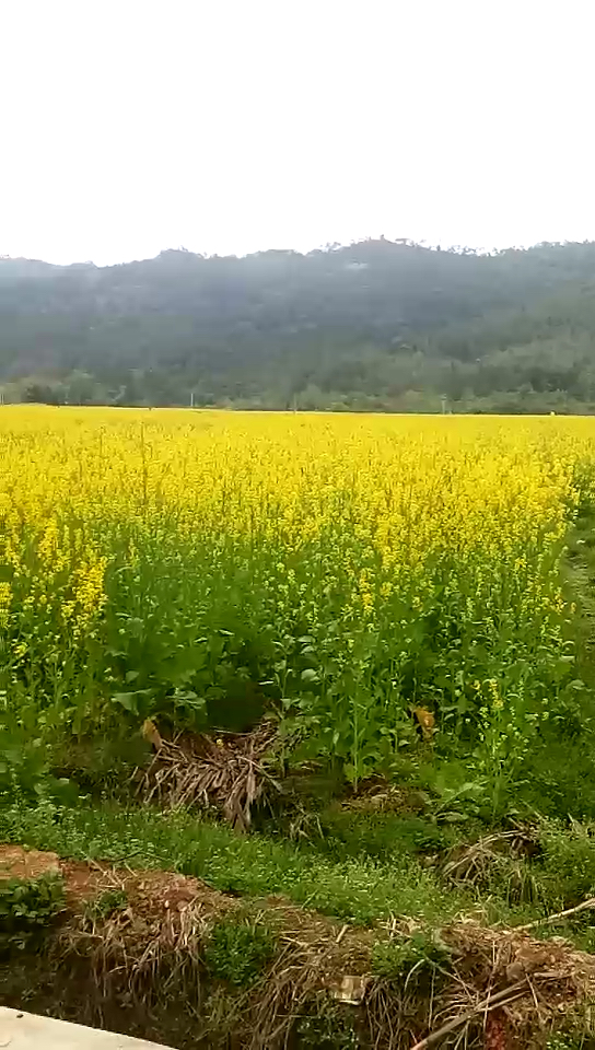 农村空气就是清新