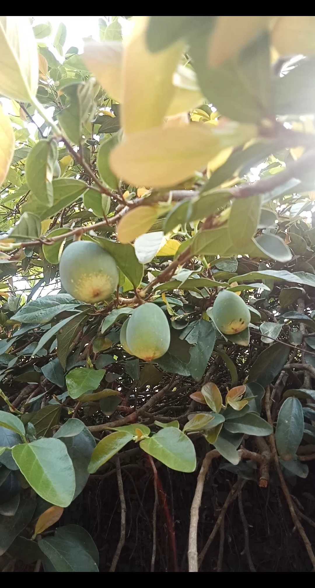 乡村生活#制作白凉粉的原材料:霹雳果,又凉粉果或凉粉子:广西土名:碰