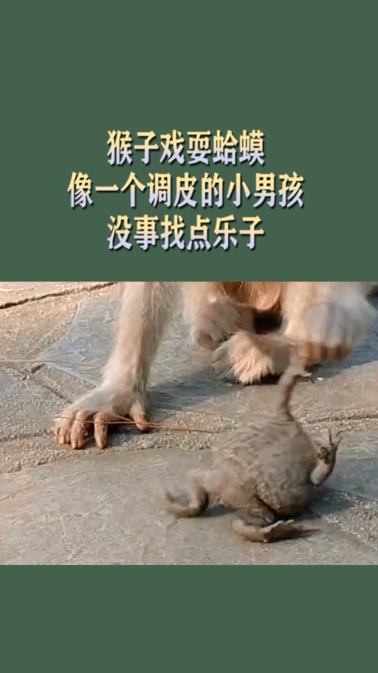 搞笑猴子#猴子跟个淘气小孩一样 没事找乐