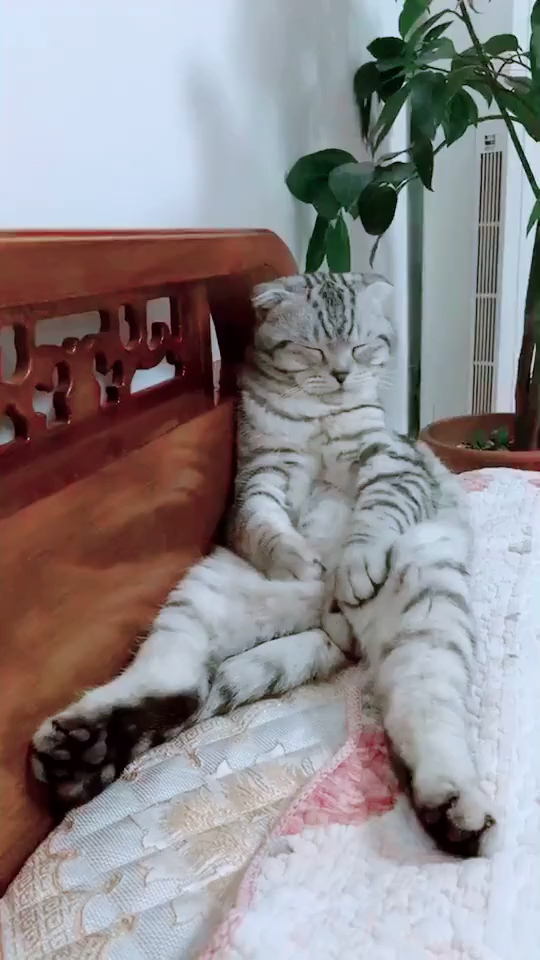 舒舒服服睡大觉?