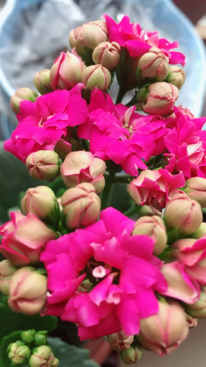 长寿花每一个颜色都好漂亮.