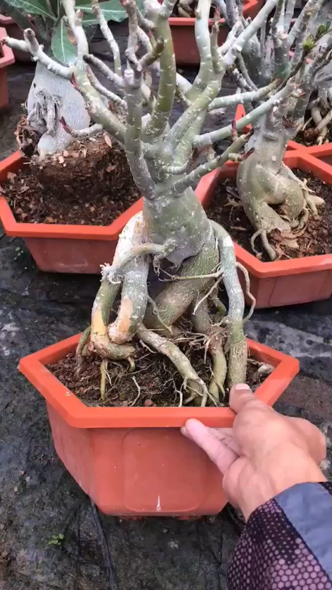 沙漠玫瑰#特惠老桩